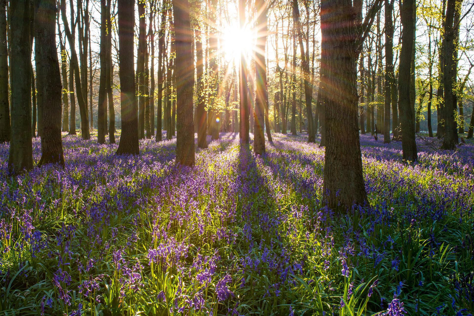 Hymns Without Words - Bluebell Wood