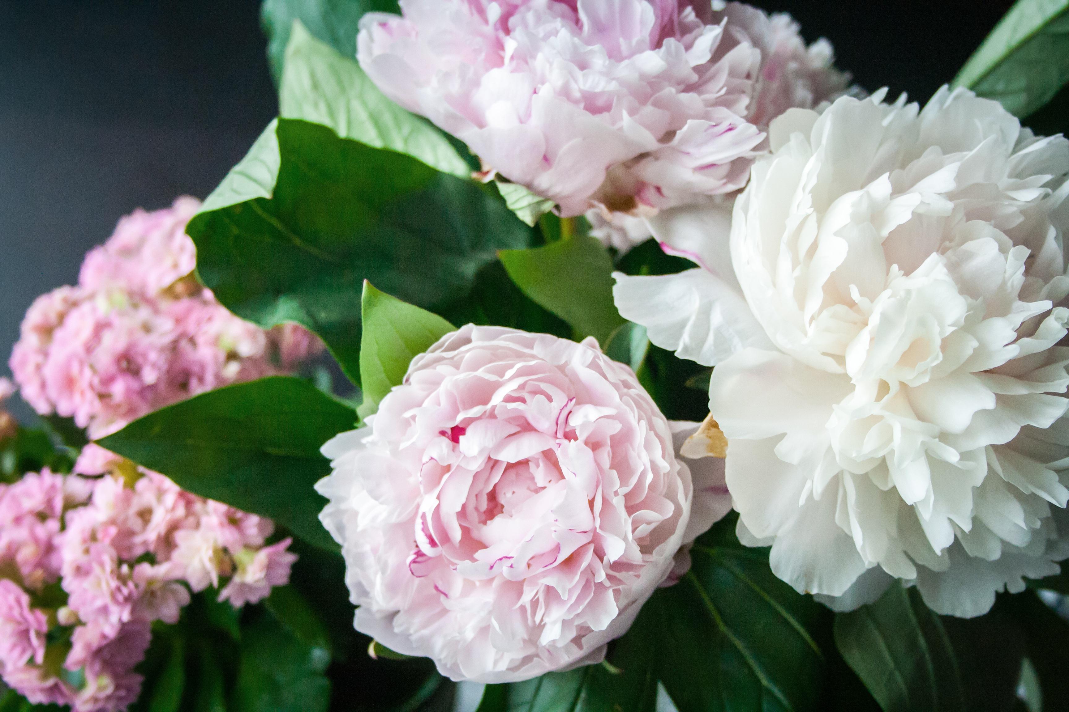 Hymns Without Words - Peonies